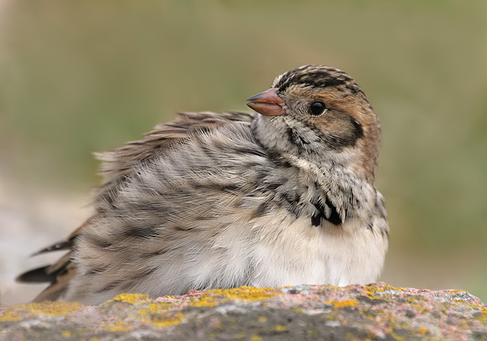 ijsgors in het zonnetje.jpg